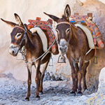 AIDAGriechenlandEsel